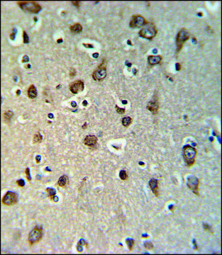 ANTI-YMEL1 (N-TERM) antibody produced in rabbit IgG fraction of antiserum, buffered aqueous solution