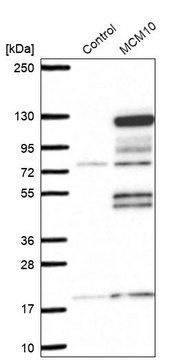 Anti-MCM10 antibody produced in rabbit Prestige Antibodies&#174; Powered by Atlas Antibodies, affinity isolated antibody, buffered aqueous glycerol solution