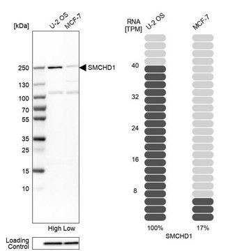 Anti-SMCHD1 antibody produced in rabbit Prestige Antibodies&#174; Powered by Atlas Antibodies, affinity isolated antibody, buffered aqueous glycerol solution