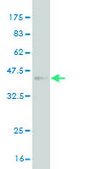 Monoclonal Anti-TSPAN8 antibody produced in mouse clone 1E5, purified immunoglobulin, buffered aqueous solution