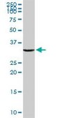 Anti-ANXA2 antibody produced in rabbit purified immunoglobulin, buffered aqueous solution