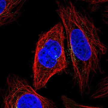 Anti-KLHL12 antibody produced in rabbit Prestige Antibodies&#174; Powered by Atlas Antibodies, affinity isolated antibody