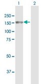 Anti-CSPG6 antibody produced in mouse purified immunoglobulin, buffered aqueous solution