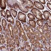 Anti-HN1L antibody produced in rabbit Prestige Antibodies&#174; Powered by Atlas Antibodies, affinity isolated antibody, buffered aqueous glycerol solution