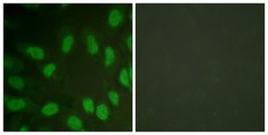 Anti-AML1 antibody produced in rabbit affinity isolated antibody