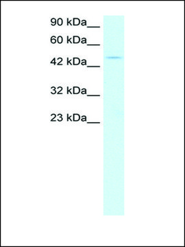 Anti-PPARA antibody produced in rabbit IgG fraction of antiserum