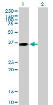 Monoclonal Anti-ANXA1 antibody produced in mouse clone 2D11, purified immunoglobulin, buffered aqueous solution