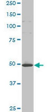 Anti-HTT Mouse mAb (3F1) liquid, clone 3F1, Calbiochem&#174;