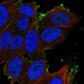 Anti-SLCO1A2 antibody produced in rabbit Prestige Antibodies&#174; Powered by Atlas Antibodies, affinity isolated antibody