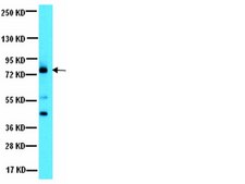 Anti-Notch1 Antibody, Intracellular serum, from rabbit