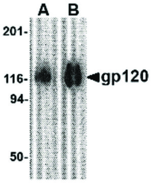 Anti-GP120 antibody produced in rabbit affinity isolated antibody