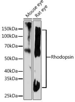 Anti-Rhodopsin Antibody, clone 5N3G9, Rabbit Monoclonal
