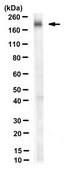 Anti-nitrated Hsp90 Antibody, clone 44.23 clone 44.23, from mouse