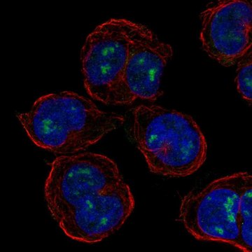 Anti-PLEK antibody produced in rabbit Prestige Antibodies&#174; Powered by Atlas Antibodies, affinity isolated antibody