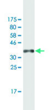 Monoclonal Anti-ZNF10, (N-terminal) antibody produced in mouse clone 1E1, purified immunoglobulin, buffered aqueous solution