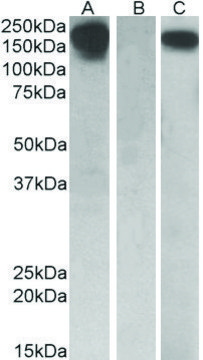 Anti-CSF1R antibody produced in goat affinity isolated antibody, buffered aqueous solution