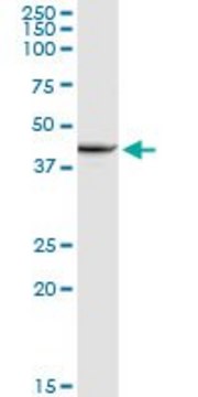 Anti-XRCC4 antibody produced in rabbit purified immunoglobulin, buffered aqueous solution