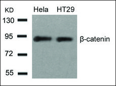 Anti-CTNNB1 (Ab-33) antibody produced in rabbit affinity isolated antibody