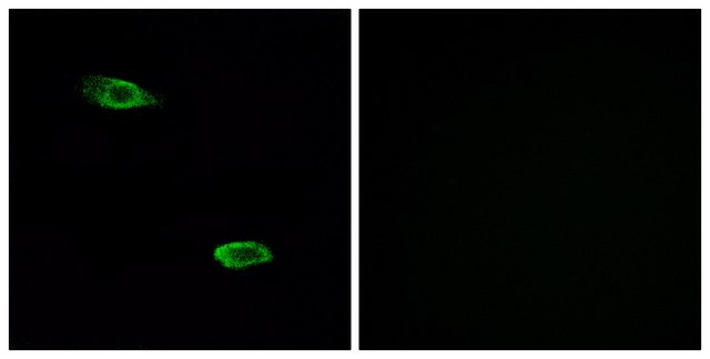 Anti-OR51E2 antibody produced in rabbit affinity isolated antibody