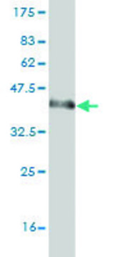 Monoclonal Anti-ZNF289 antibody produced in mouse clone 4B3, purified immunoglobulin, buffered aqueous solution