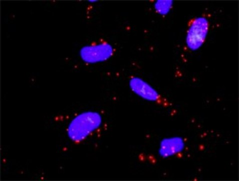 Anti-MAP3K3 antibody produced in rabbit purified immunoglobulin, buffered aqueous solution