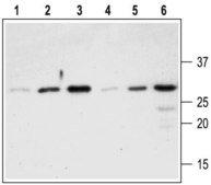 Anti-Pro-NGF antibody produced in rabbit affinity isolated antibody, lyophilized powder