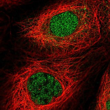 Anti-FAN1 antibody produced in rabbit Prestige Antibodies&#174; Powered by Atlas Antibodies, affinity isolated antibody