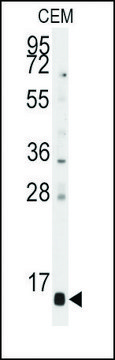 Anti-PFDN6 (N-term) antibody produced in rabbit saturated ammonium sulfate (SAS) precipitated, buffered aqueous solution
