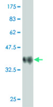 Monoclonal Anti-PCDHAC2 antibody produced in mouse clone 3D12, purified immunoglobulin, buffered aqueous solution