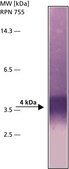 Anti-&#946;-Amyloid Protein (1-40) antibody produced in rabbit whole antiserum