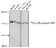 Anti-Alkaline Phosphatase (ALPL) antibody produced in rabbit