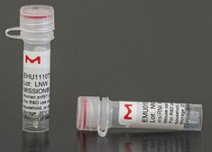 MISSION&#174; esiRNA targeting human CDK4