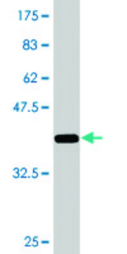 Monoclonal Anti-ZNF23 antibody produced in mouse clone 2D3, purified immunoglobulin, buffered aqueous solution