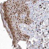 Anti-NPM3 antibody produced in rabbit Prestige Antibodies&#174; Powered by Atlas Antibodies, affinity isolated antibody, buffered aqueous glycerol solution