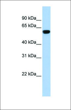 Anti-TRIM72 affinity isolated antibody