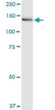 Monoclonal Anti-IGSF1 antibody produced in mouse clone 4C7, purified immunoglobulin, buffered aqueous solution