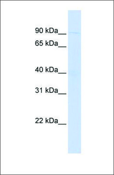 Anti-WDFY3 antibody produced in rabbit affinity isolated antibody