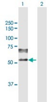 Anti-PSAP antibody produced in mouse purified immunoglobulin, buffered aqueous solution