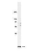 Anti-Pin1 Antibody Upstate&#174;, from rabbit