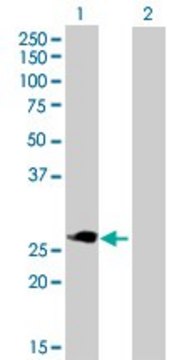 Anti-TNFRSF18 antibody produced in mouse purified immunoglobulin, buffered aqueous solution