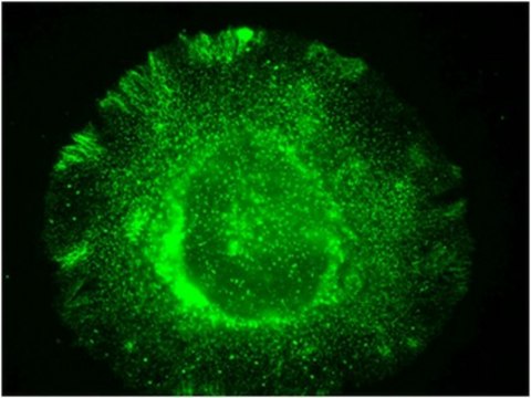 Anti-NOX4 Antibody from rabbit