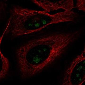 Anti-FOXL2NB antibody produced in rabbit Prestige Antibodies&#174; Powered by Atlas Antibodies, affinity isolated antibody