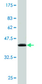 Monoclonal Anti-NUDT2 antibody produced in mouse clone S1, purified immunoglobulin, buffered aqueous solution