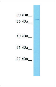 Anti-TRAF7, (N-terminal) antibody produced in rabbit affinity isolated antibody