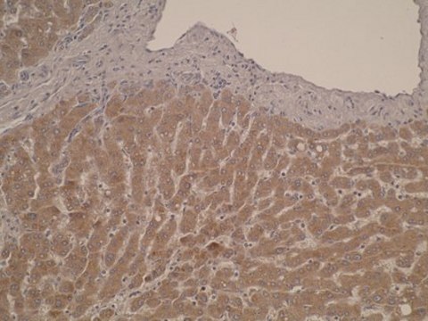 Anti-CYP26C1 Antibody, clone T6P1C7*E7 clone T6P1C7*E7, from mouse