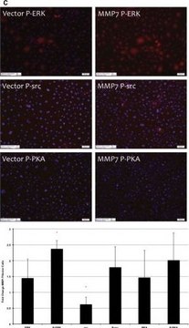 Anti-MMP-7 antibody produced in rabbit affinity isolated antibody