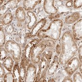 Anti-MRPL55 antibody produced in rabbit Prestige Antibodies&#174; Powered by Atlas Antibodies, affinity isolated antibody, buffered aqueous glycerol solution