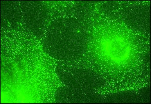 Monoclonal Anti-&#946;1 and &#946;2-Adaptins antibody produced in mouse clone 100/1, ascites fluid