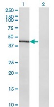 ANTI-INDO antibody produced in mouse clone 1C1, purified immunoglobulin, buffered aqueous solution