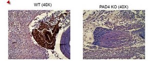 Anti-Histone H4 (citrulline 3) Antibody Upstate&#174;, from rabbit